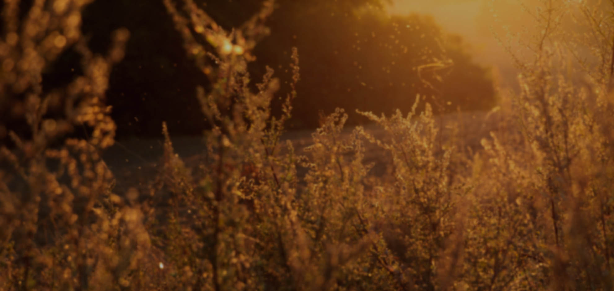 网络ddos监测分析工具